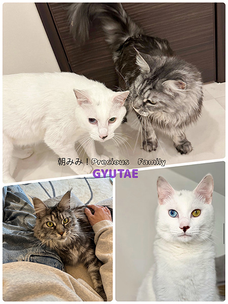 シュレ猫様交渉中 専用ページ 15体ご指定あり pd_649a76a8abc406aa52184e2cf09